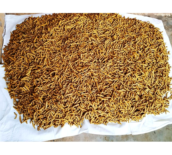 LoremGI TAG KANDHAMAL ORGANIC TURMERIC ipsum dolor sit amet, consectetur adipiscing elit. Donec vita