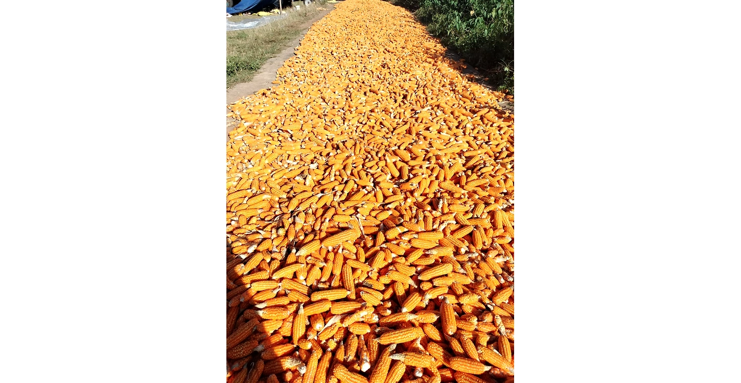 ODISHA MAIZE