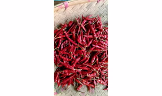 KUCHINDA A1 RED CHILLY