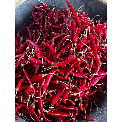 KUCHINDA A1 RED CHILLY-1