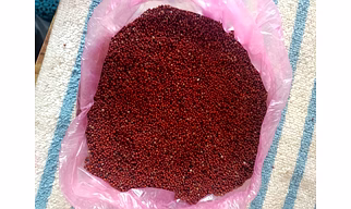 ODISHA MILLETS RAGI