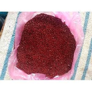 ODISHA MILLETS RAGI