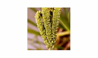 ODISHA MILLETS RAGI