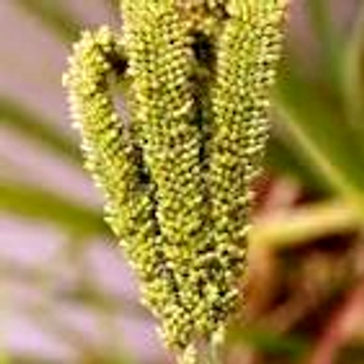 ODISHA MILLETS RAGI-2