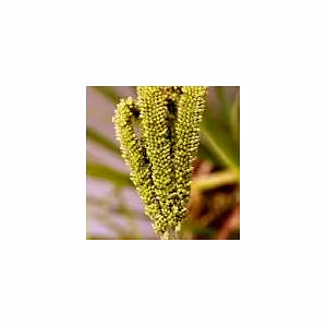 ODISHA MILLETS RAGI