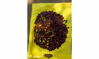 ORGANIC NOP TAMARIND SEEDS