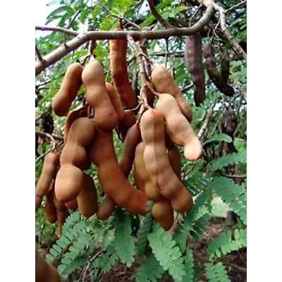 ORGANIC NOP TAMARIND SEEDS-7