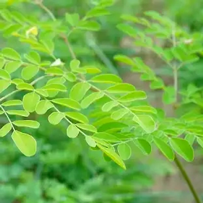 ODISHA ORGANIC MORINGA POWDER-2