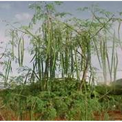 ODISHA ORGANIC MORINGA POWDER-3