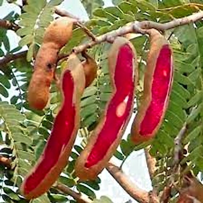 SEEDLESS ORGANIC TAMARIND-2