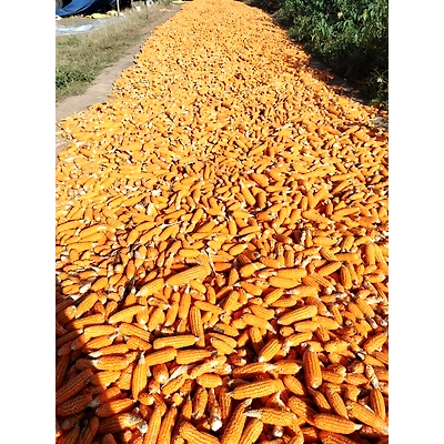 CORN-3
