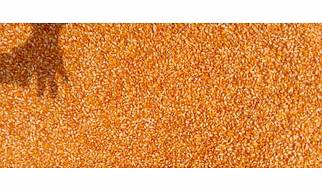 CORN