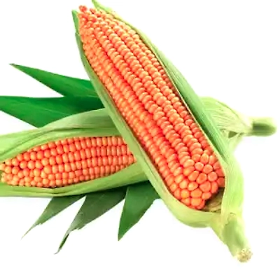CORN-1