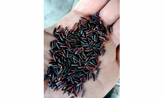 ORGANIC BLACK RICE