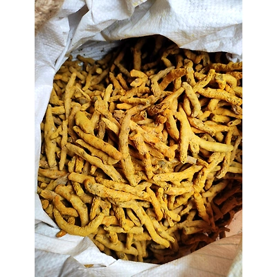ODISHA ROMA TURMERIC-12694203