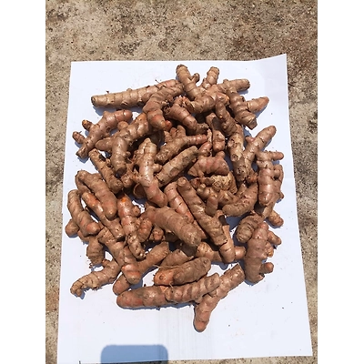 ODISHA ROMA TURMERIC-1