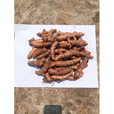 ODISHA ROMA TURMERIC-3