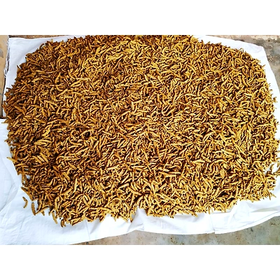 KANDHMAL TURMERIC-12167082
