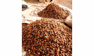 DALAI IMPEX MADHUCA LONGIFOLIA
