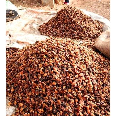 DALAI IMPEX MADHUCA LONGIFOLIA-12690835