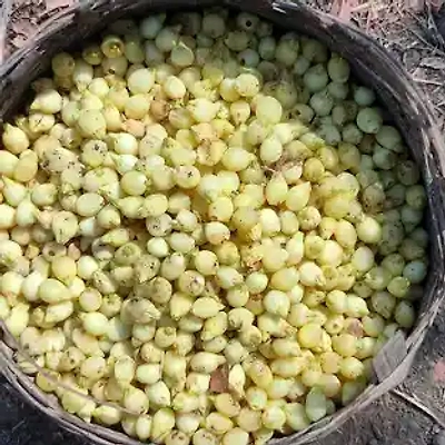 DALAI IMPEX MADHUCA LONGIFOLIA-1