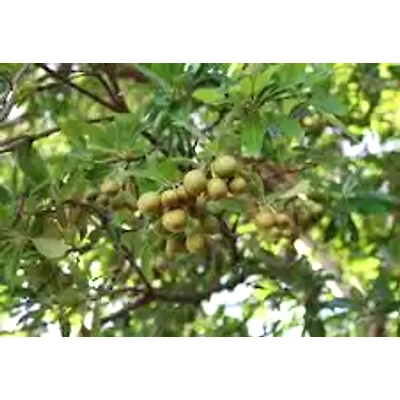DALAI IMPEX MADHUCA LONGIFOLIA-2