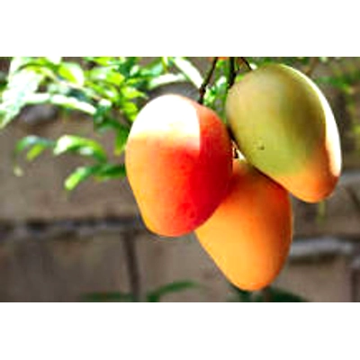 MANGO-12709613