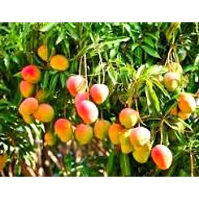 MANGO-2