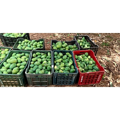MANGO-3