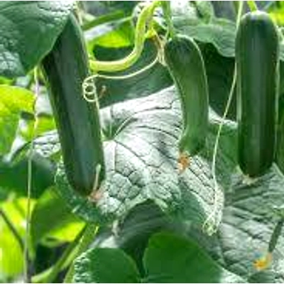 CUCUMBER-2