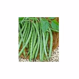 odisha cowpea