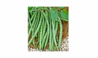ODISHA COWPEA