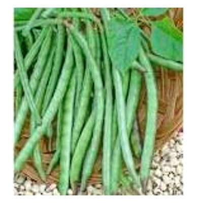 ODISHA COWPEA-12167078