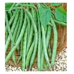 ODISHA COWPEA