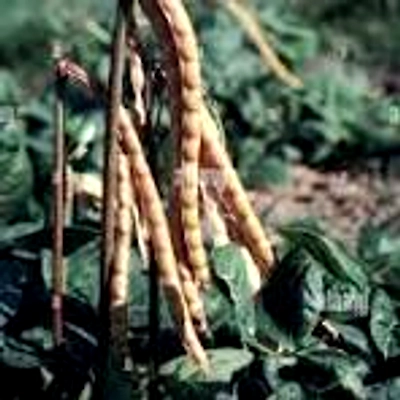 ODISHA COWPEA-1