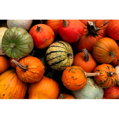 ODISHA PUMPKIN-1