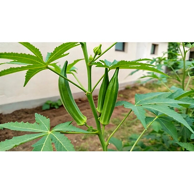 ODISHA LADY FINGER-2