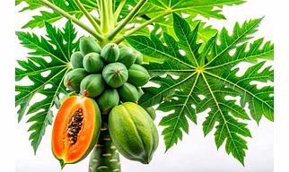 ODISHA PAPAYA
