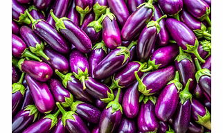 ODISHA BRINJAL