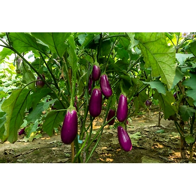 ODISHA BRINJAL-1