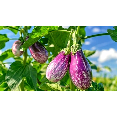ODISHA BRINJAL-2
