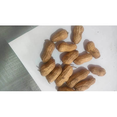 PEA NUTS-1
