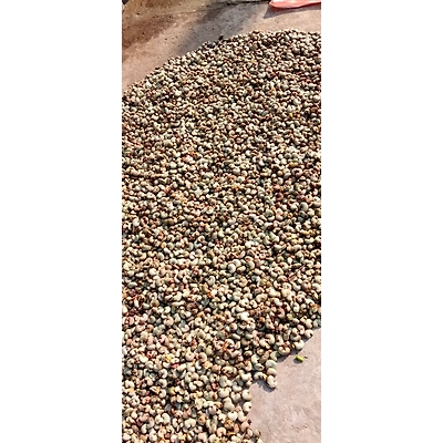 CASHEW NUTS-3