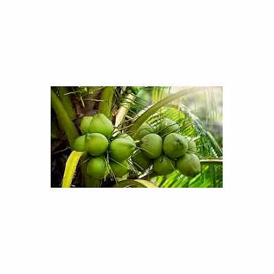 NATURAL COCONUTS-3
