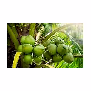 ORGANIC COCONUTS