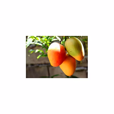 FRESH FRUITS-4