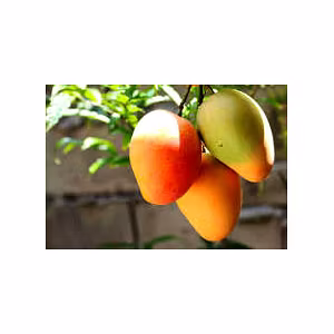 FRESH FRUITS
