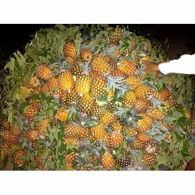 FRESH FRUITS-2