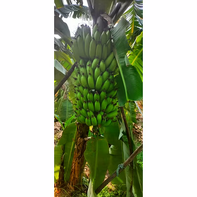 FRESH FRUITS-1