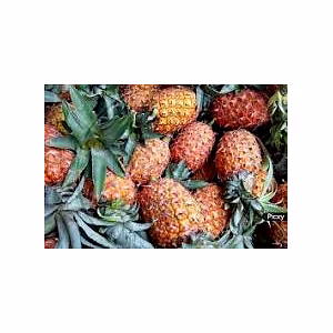 PINEAPPLE